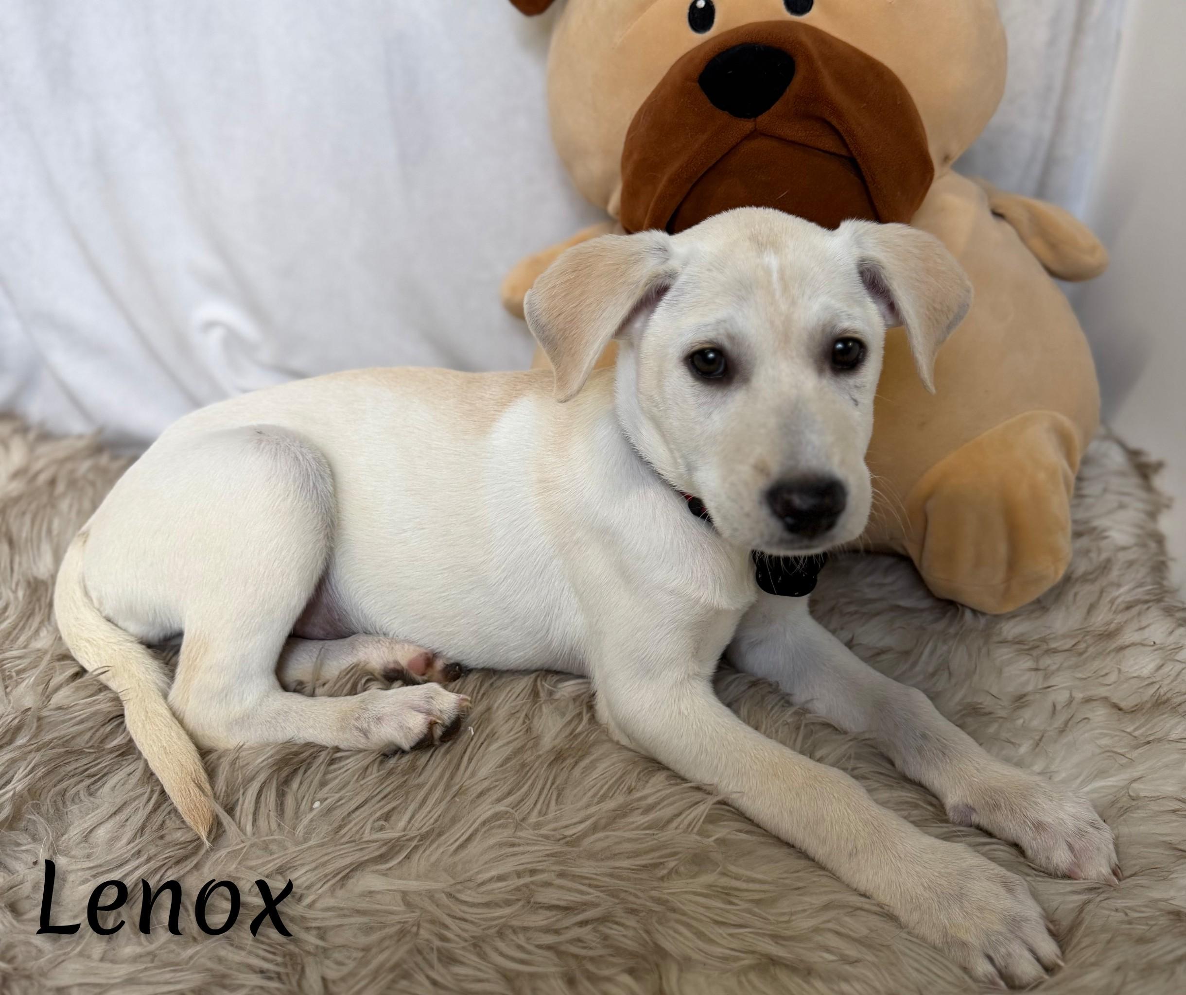 Enlarge Lenox, a Adoptable mixed breed in Fredericksburg, VA image 3/6