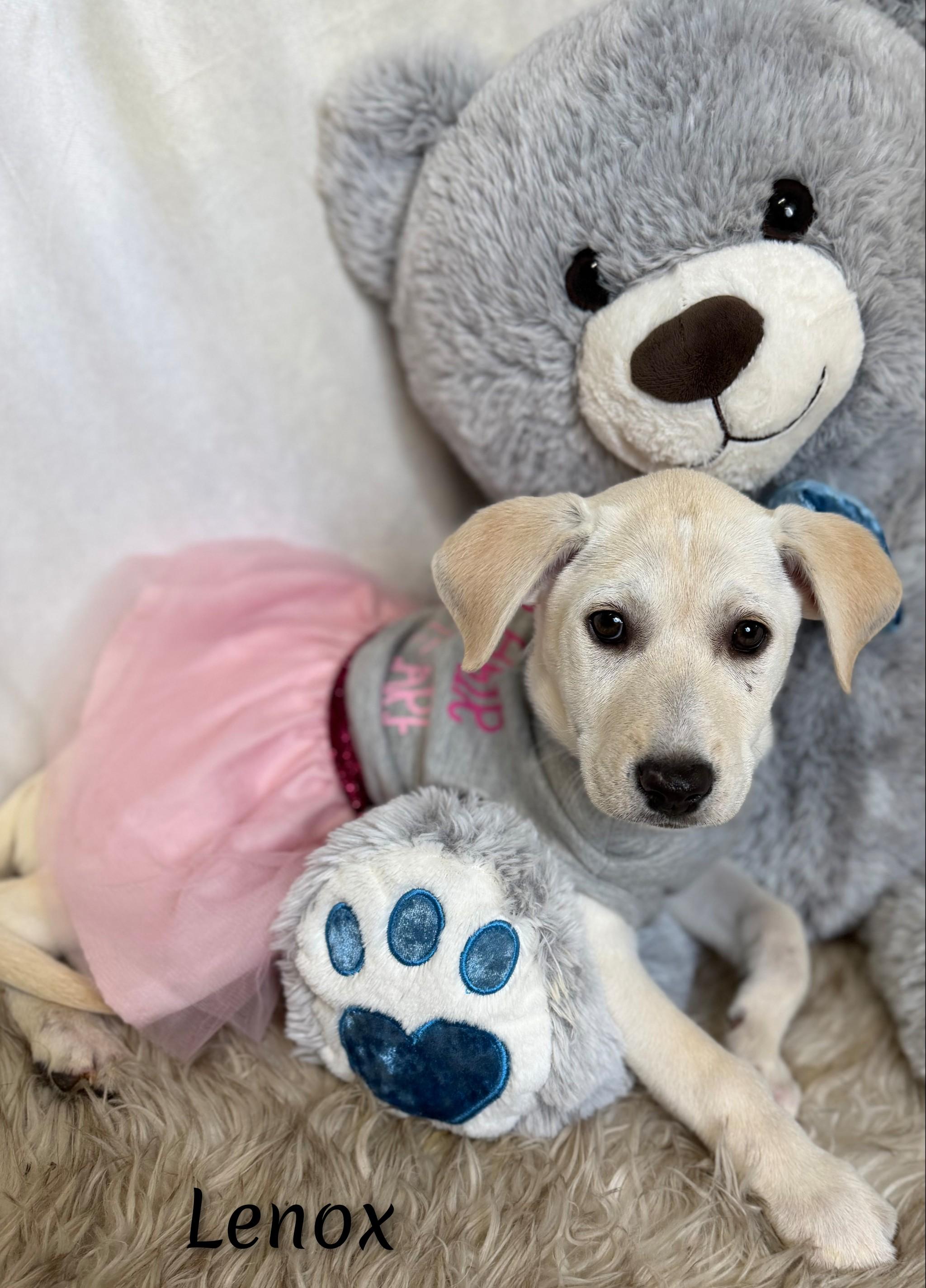 Enlarge Lenox, a Adoptable mixed breed in Fredericksburg, VA image 6/6