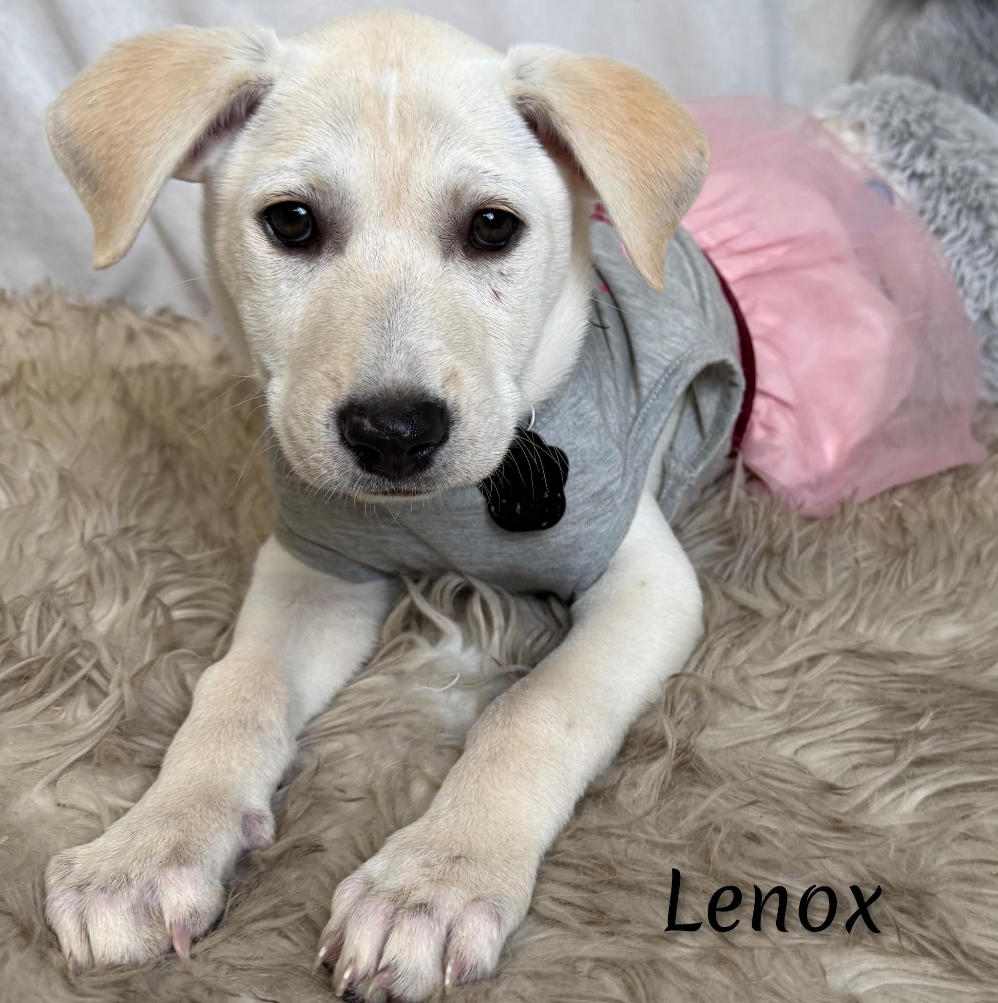 Enlarge Lenox, a Adoptable mixed breed in Fredericksburg, VA image 5/6