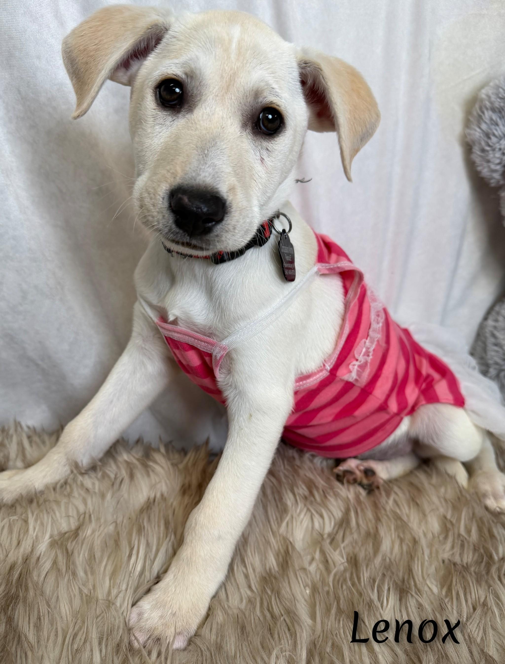 Lenox, Adoptable, Puppy Female Labrador Retriever & Mixed Breed.