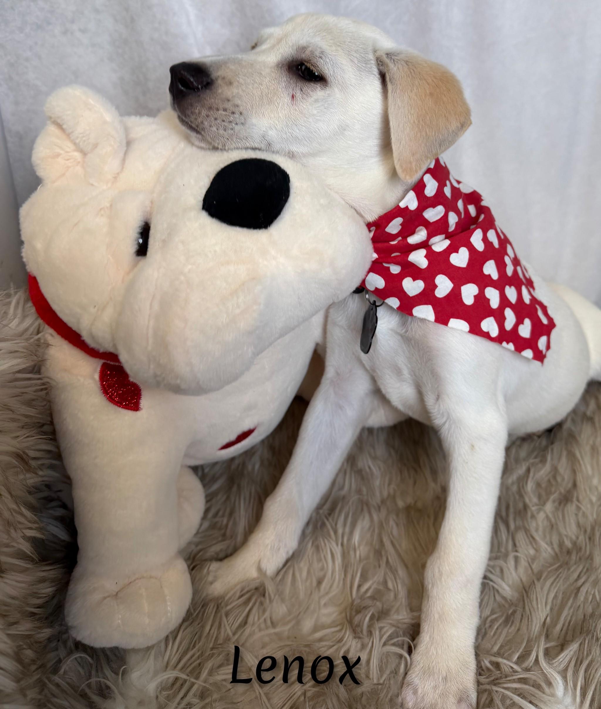 Enlarge Lenox, a Adoptable mixed breed in Fredericksburg, VA image 2/6