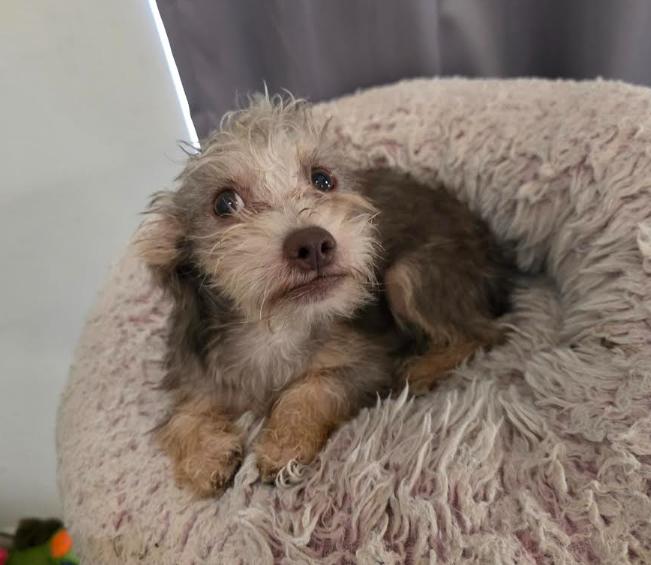 Max, a Adoptable mixed breed in Chicago, IL image 2/5