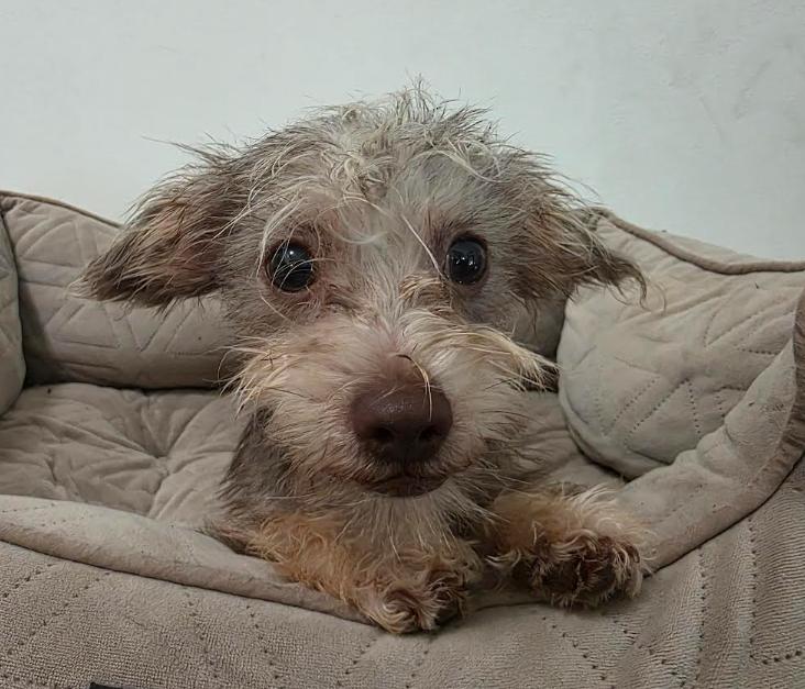 Max, Adoptable, Puppy Male Miniature Schnauzer & Maltese.