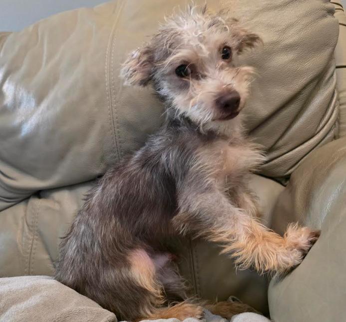 Max, a Adoptable mixed breed in Chicago, IL image 4/5