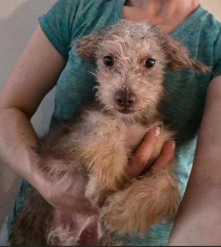Max, a Adoptable mixed breed in Chicago, IL image 3/5