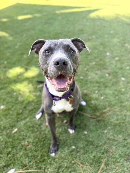 Caramel - 1, Adoptable, Adult Female Pit Bull Terrier & Mixed Breed.