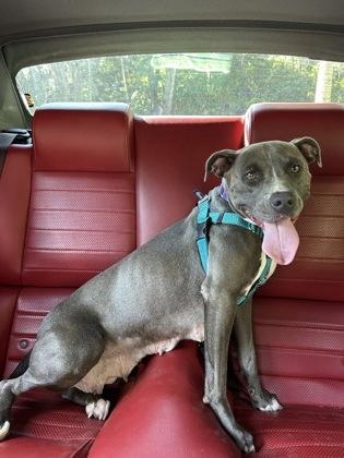 Caramel - 1, a Adoptable mixed breed in Daytona Beach, FL image 2/3
