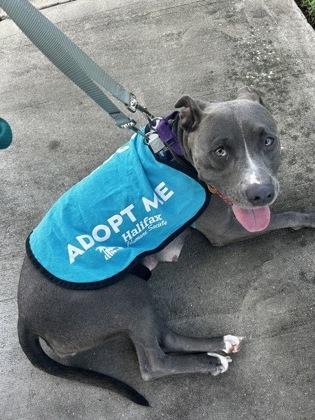 Caramel - 1, a Adoptable mixed breed in Daytona Beach, FL image 3/3