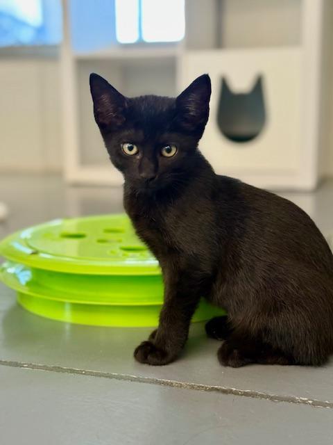 Chocolate, a Adoptable Domestic Short Hair in Winter Haven, FL image 1/4