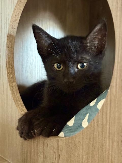 Chocolate, a Adoptable Domestic Short Hair in Winter Haven, FL image 2/4