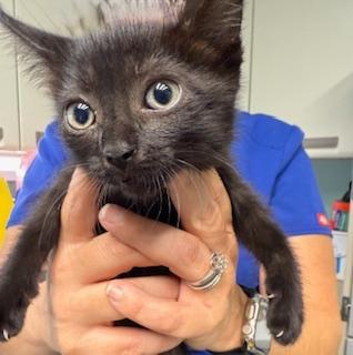 Chocolate, a Adoptable Domestic Short Hair in Winter Haven, FL image 4/4
