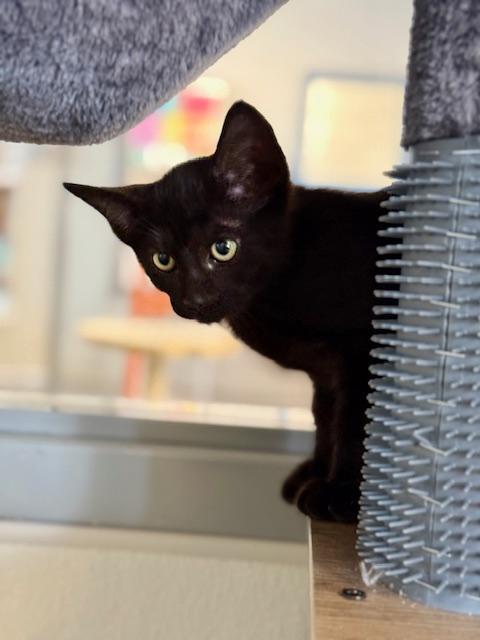 Chocolate, a Adoptable Domestic Short Hair in Winter Haven, FL image 3/4
