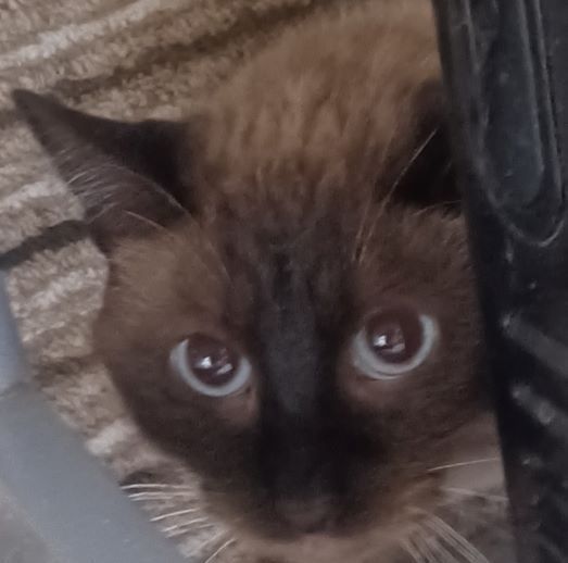 Cat for adoption Lounge Chair Buddy, a Siamese in Lees Summit, MO