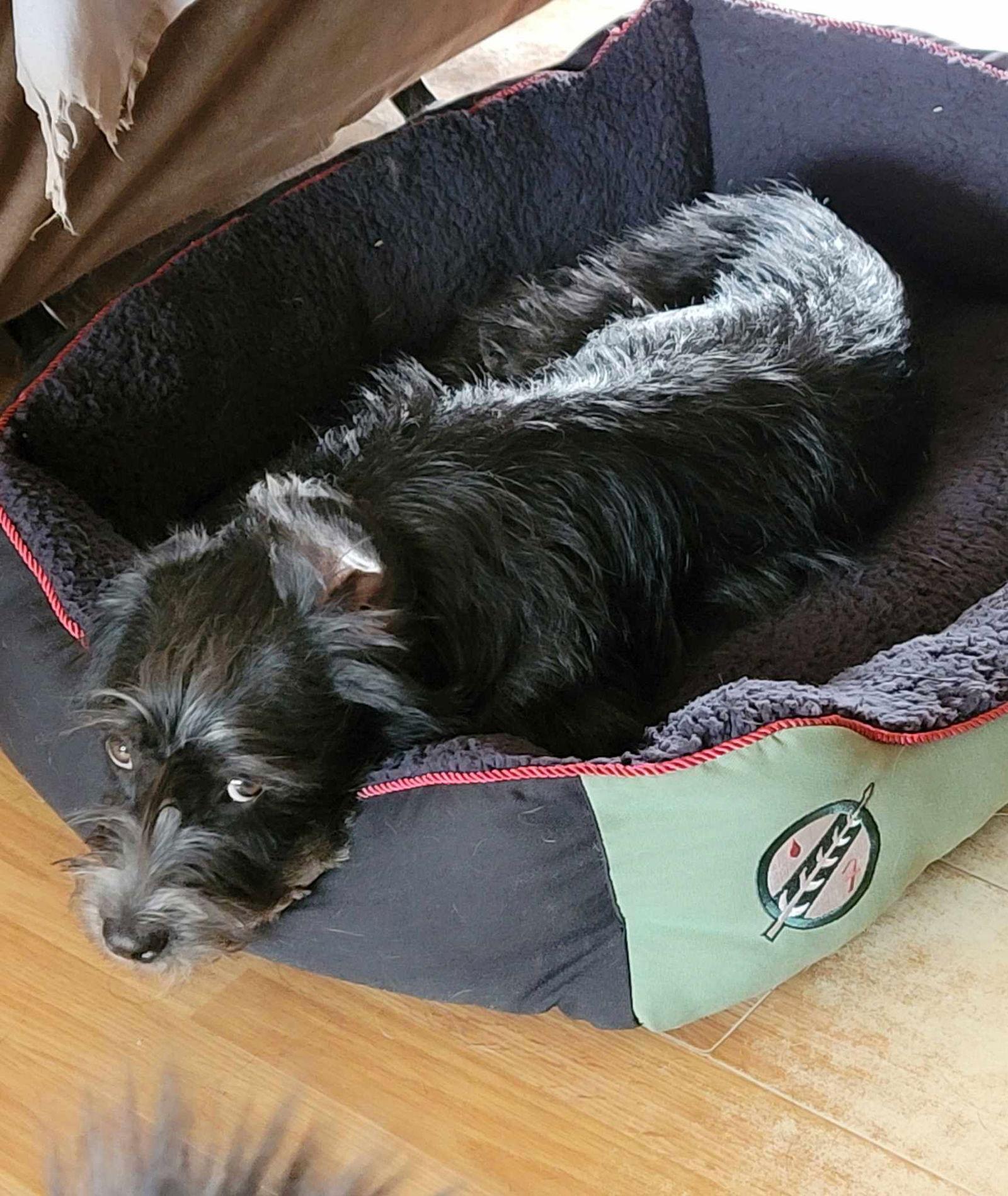 Enlarge Kenickie, a Adoptable mixed breed in Tucson, AZ image 3/3