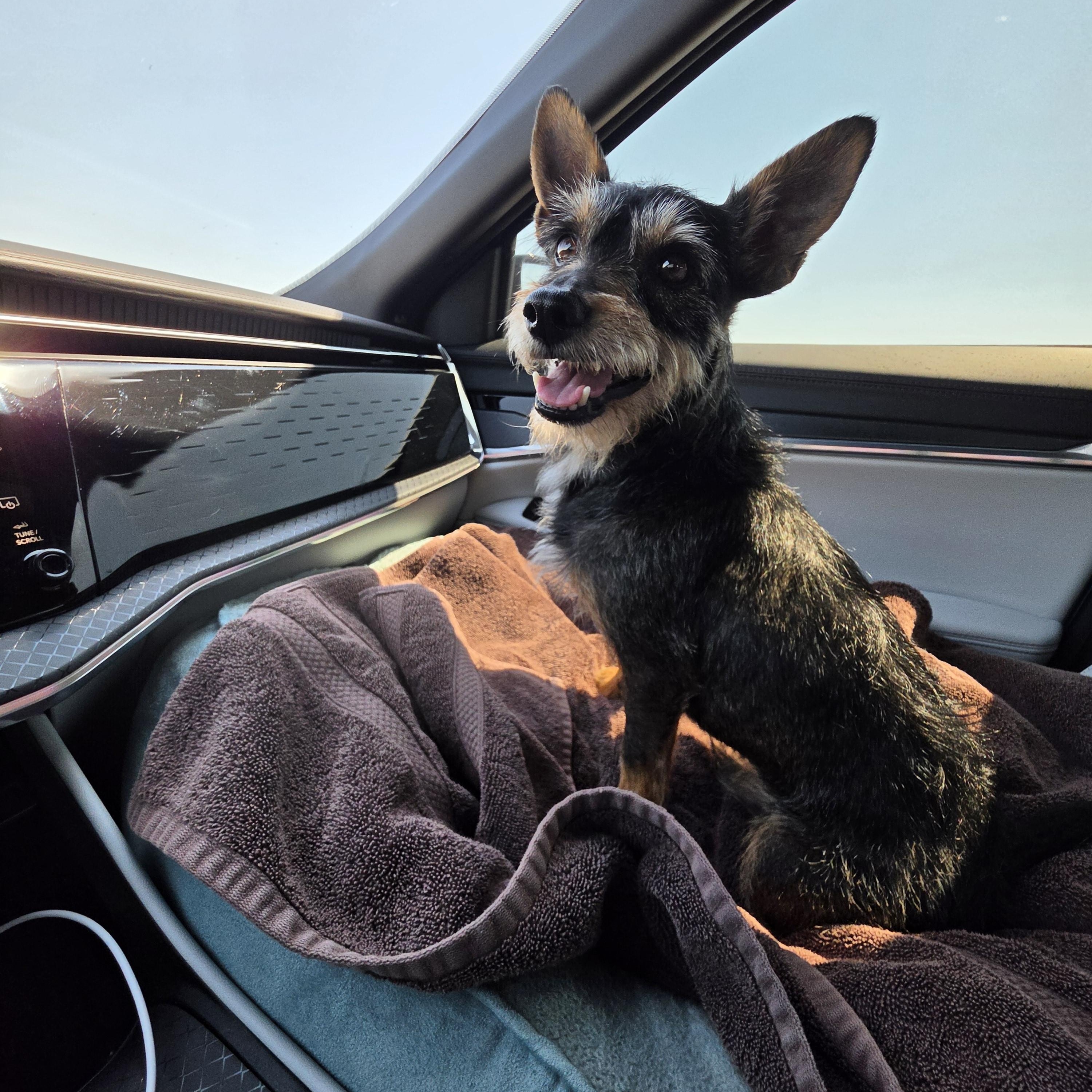 Henry, adopted, Adult Male Schnauzer & Border Terrier.