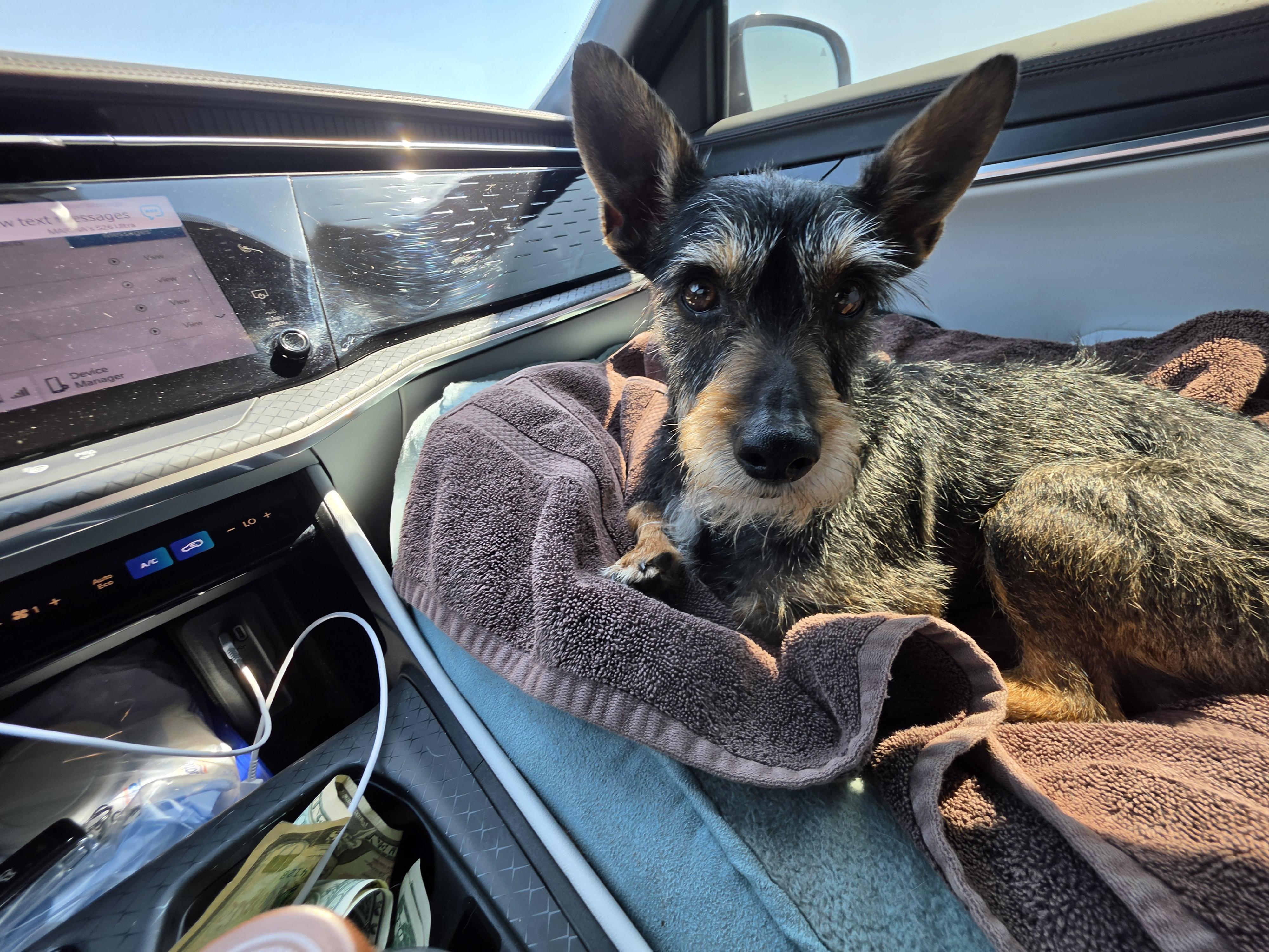 Enlarge Henry, an adopted mixed breed in Palm Desert, CA image 3/5