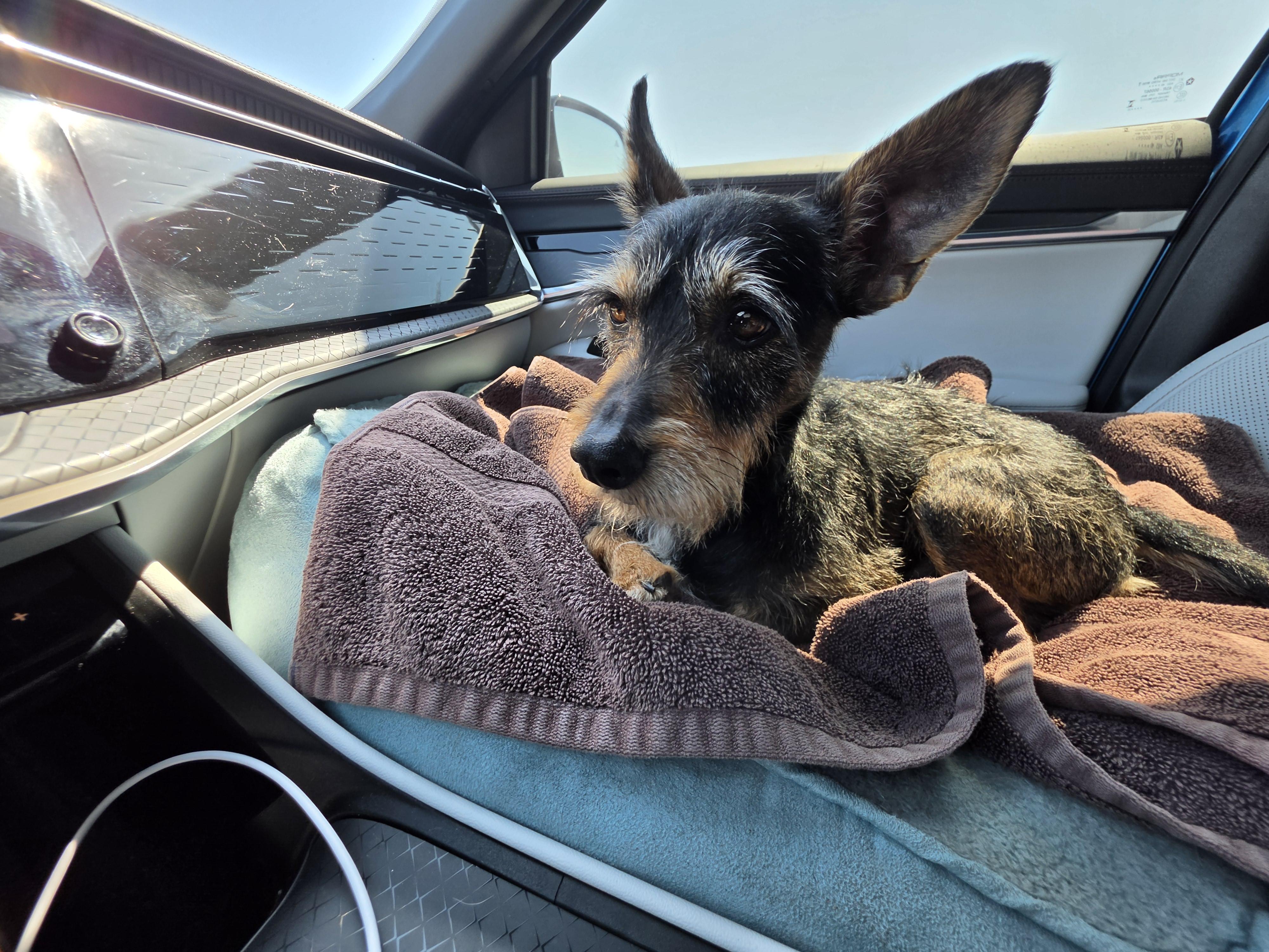 Enlarge Henry, an adopted mixed breed in Palm Desert, CA image 2/5