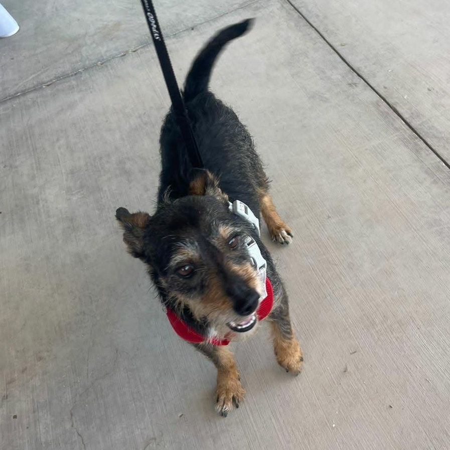 Enlarge Henry, an adopted mixed breed in Palm Desert, CA image 5/5