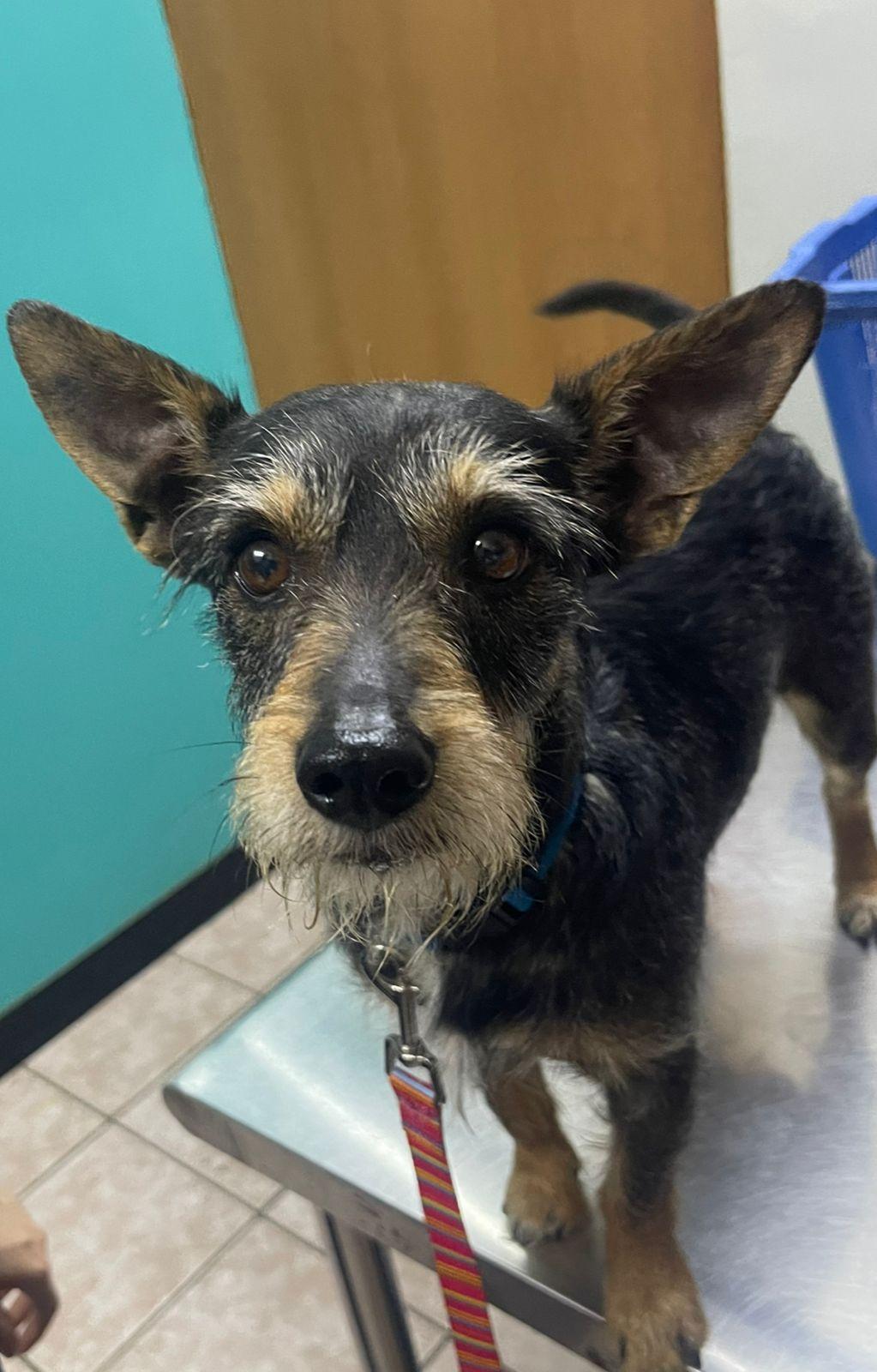 Enlarge Henry, an adopted mixed breed in Palm Desert, CA image 4/5
