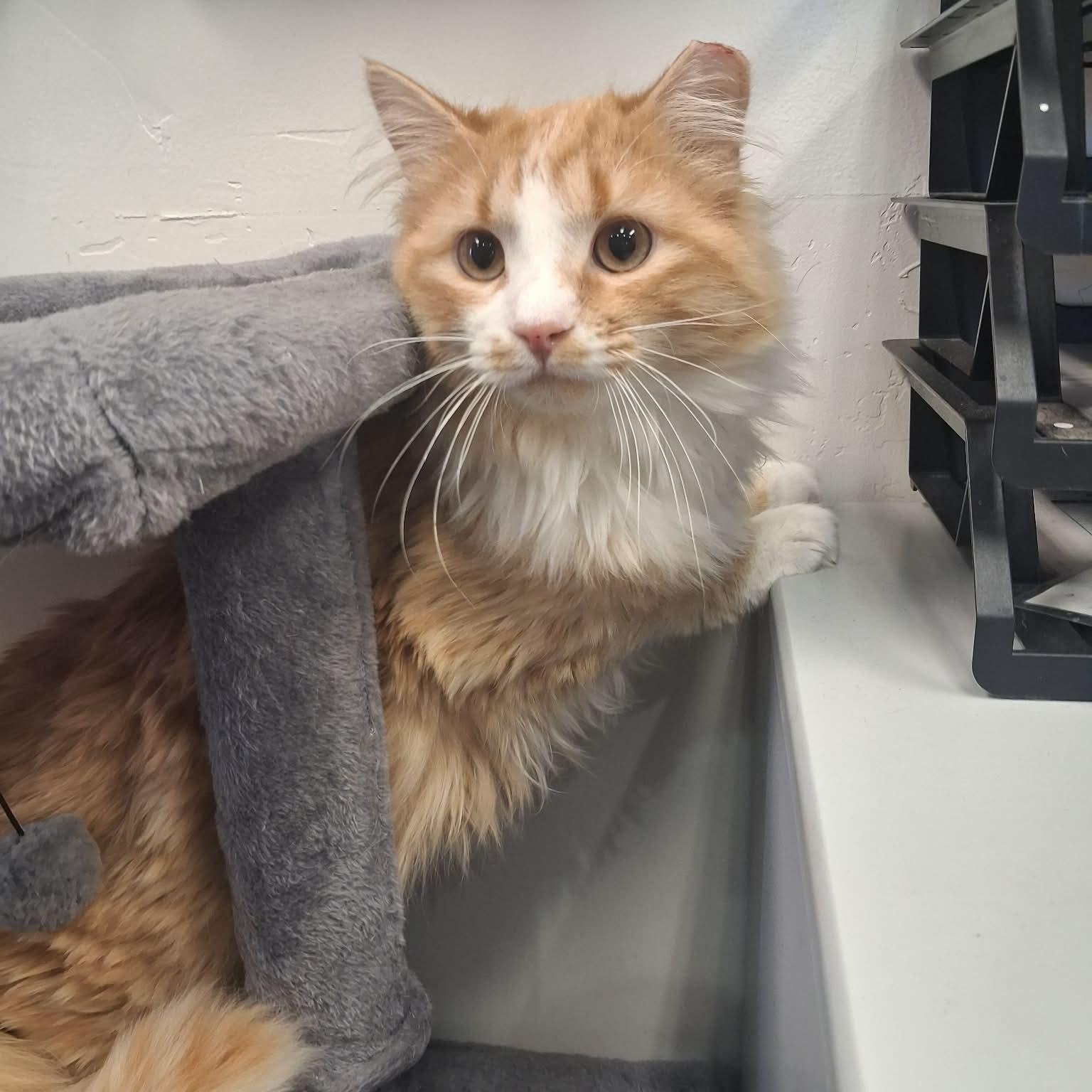 Enlarge Tangerine , an adopted Domestic Long Hair in Roosevelt, UT image 4/5