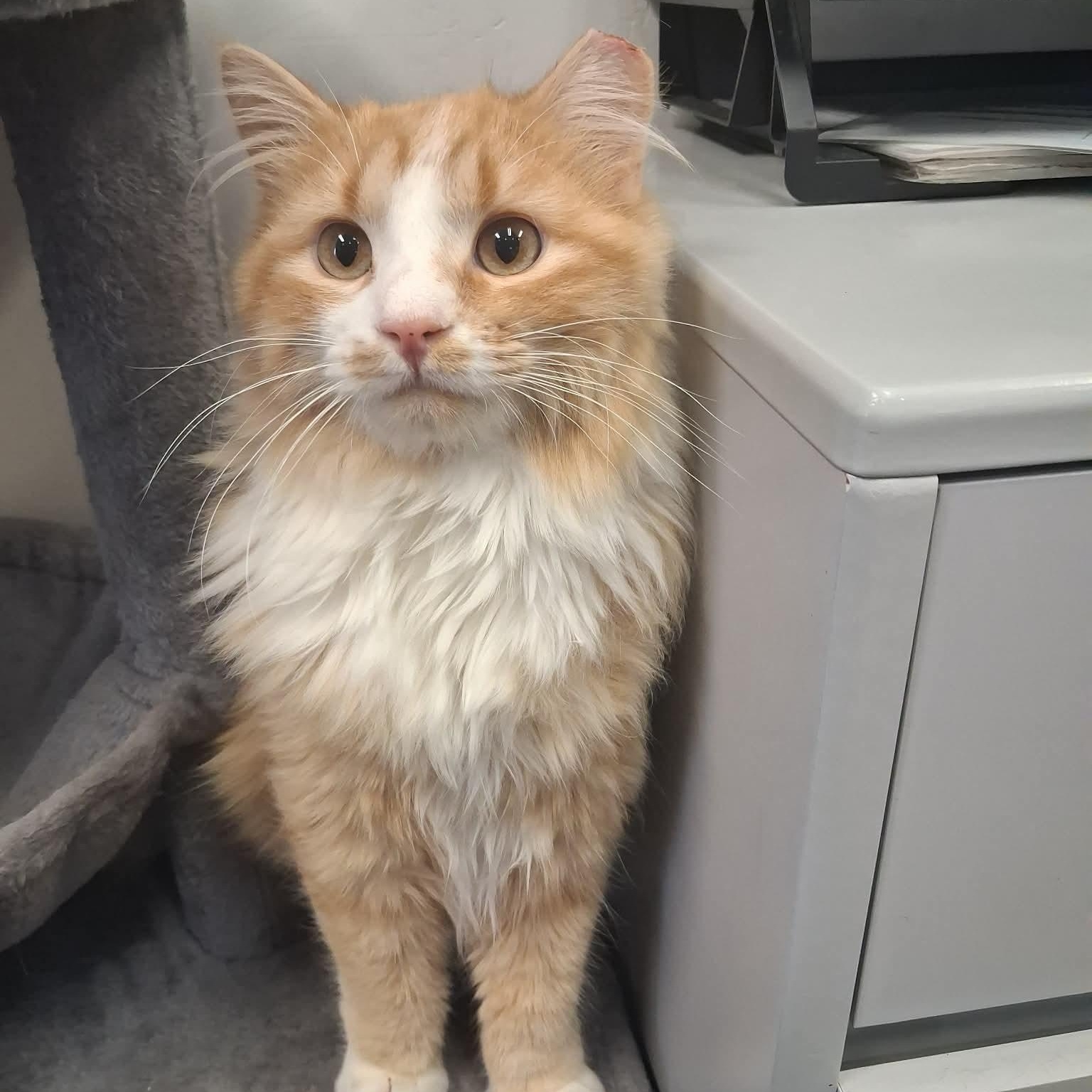 Tangerine , adopted, Adult Male Domestic Long Hair.