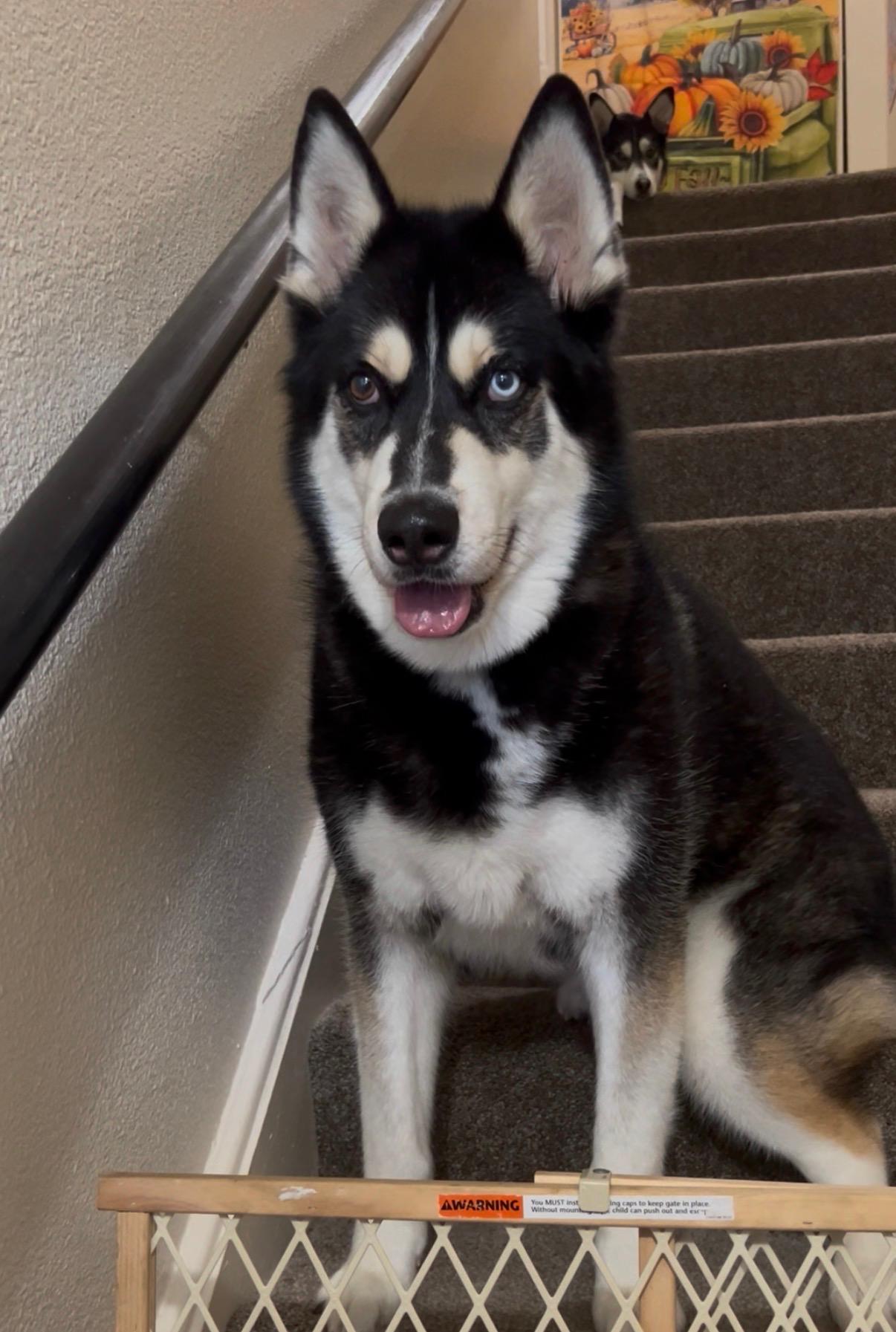 Enlarge Ishiro, a ADOPTABLE Siberian Husky in Menifee, CA image 1/6