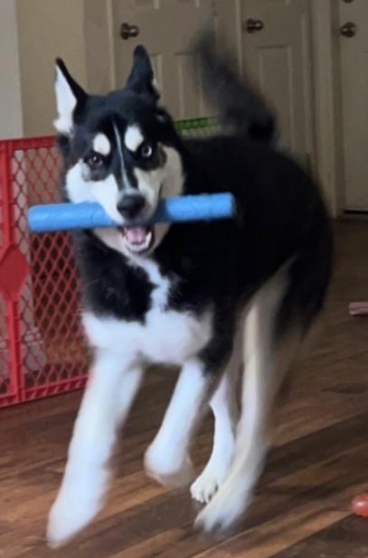 Enlarge Ishiro, a ADOPTABLE Siberian Husky in Menifee, CA image 3/6