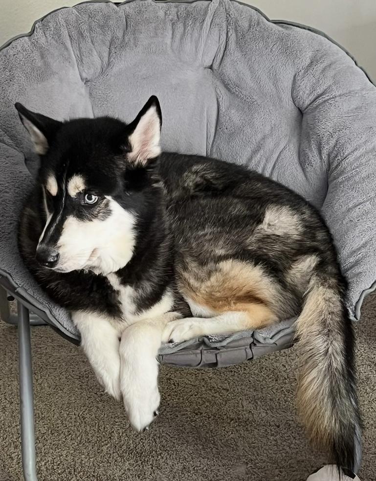 Enlarge Ishiro, a ADOPTABLE Siberian Husky in Menifee, CA image 2/6