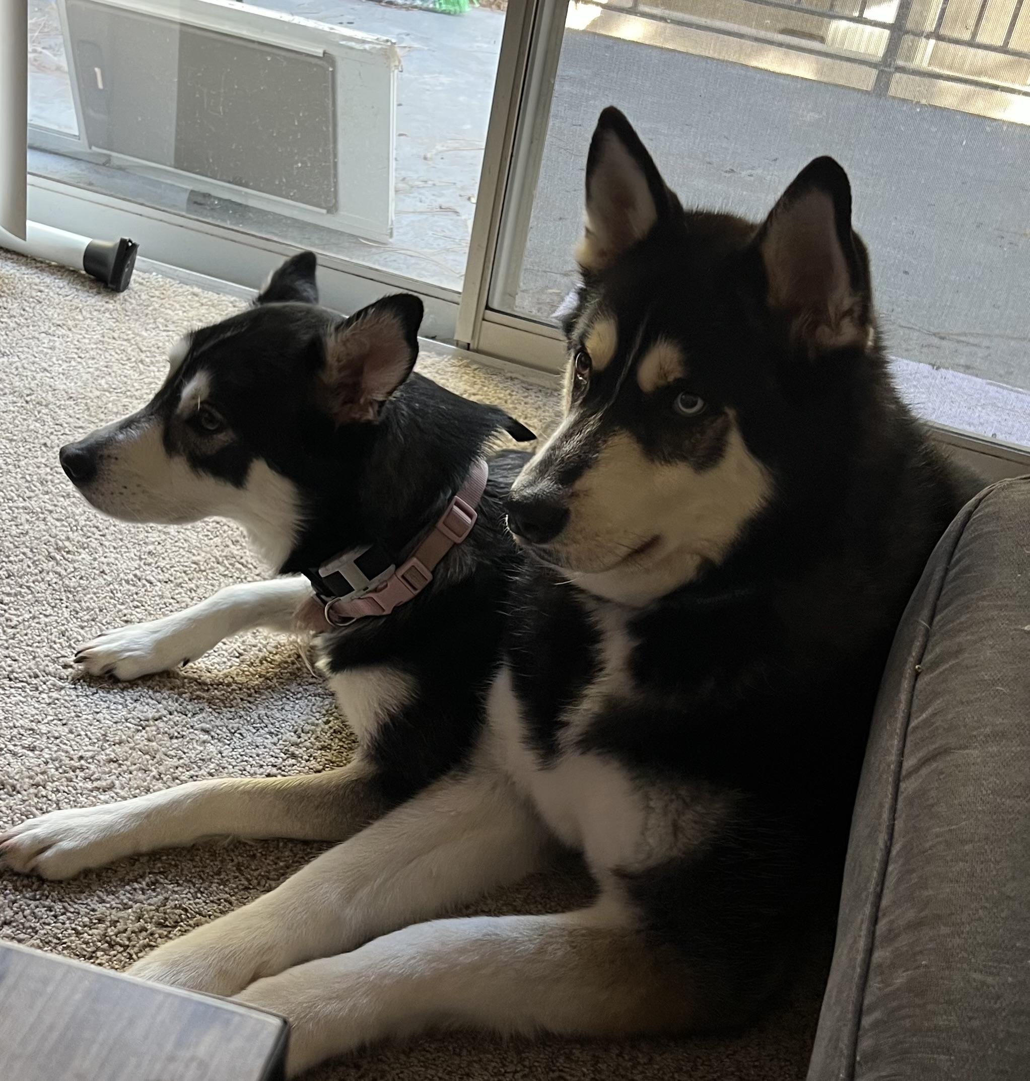 Enlarge Ishiro, a ADOPTABLE Siberian Husky in Menifee, CA image 5/6