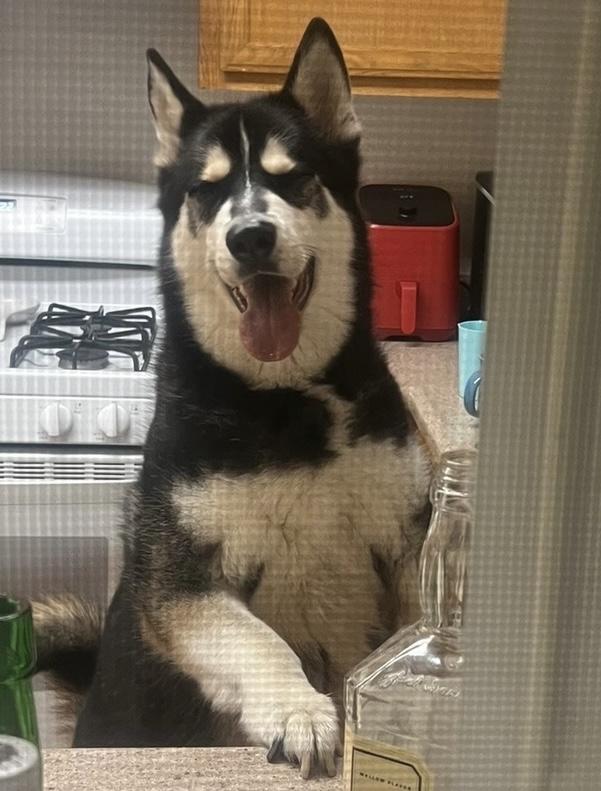 Enlarge Ishiro, a ADOPTABLE Siberian Husky in Menifee, CA image 4/6