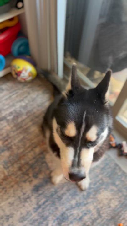 Enlarge Ishiro, a ADOPTABLE Siberian Husky in Menifee, CA video 6/6