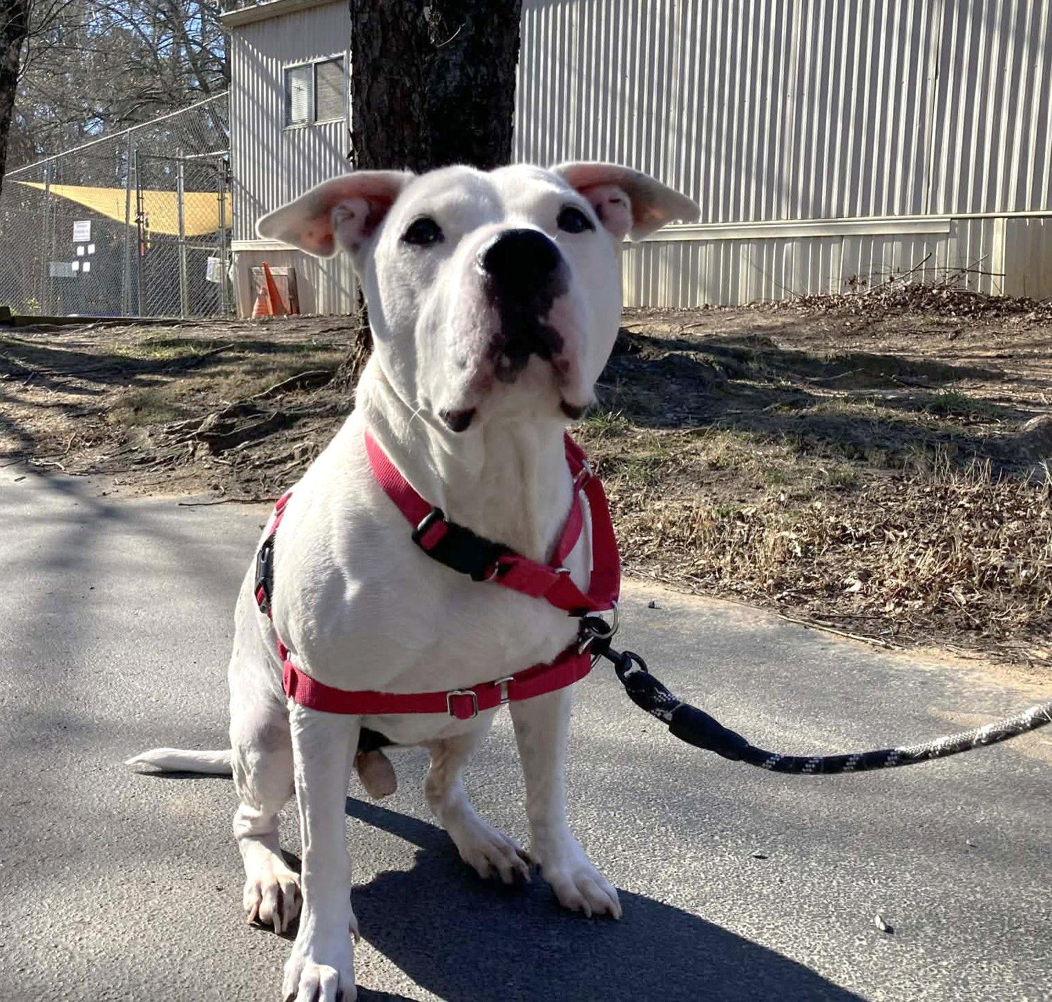 Rocco, Adoptable, Senior Male Mixed Breed.