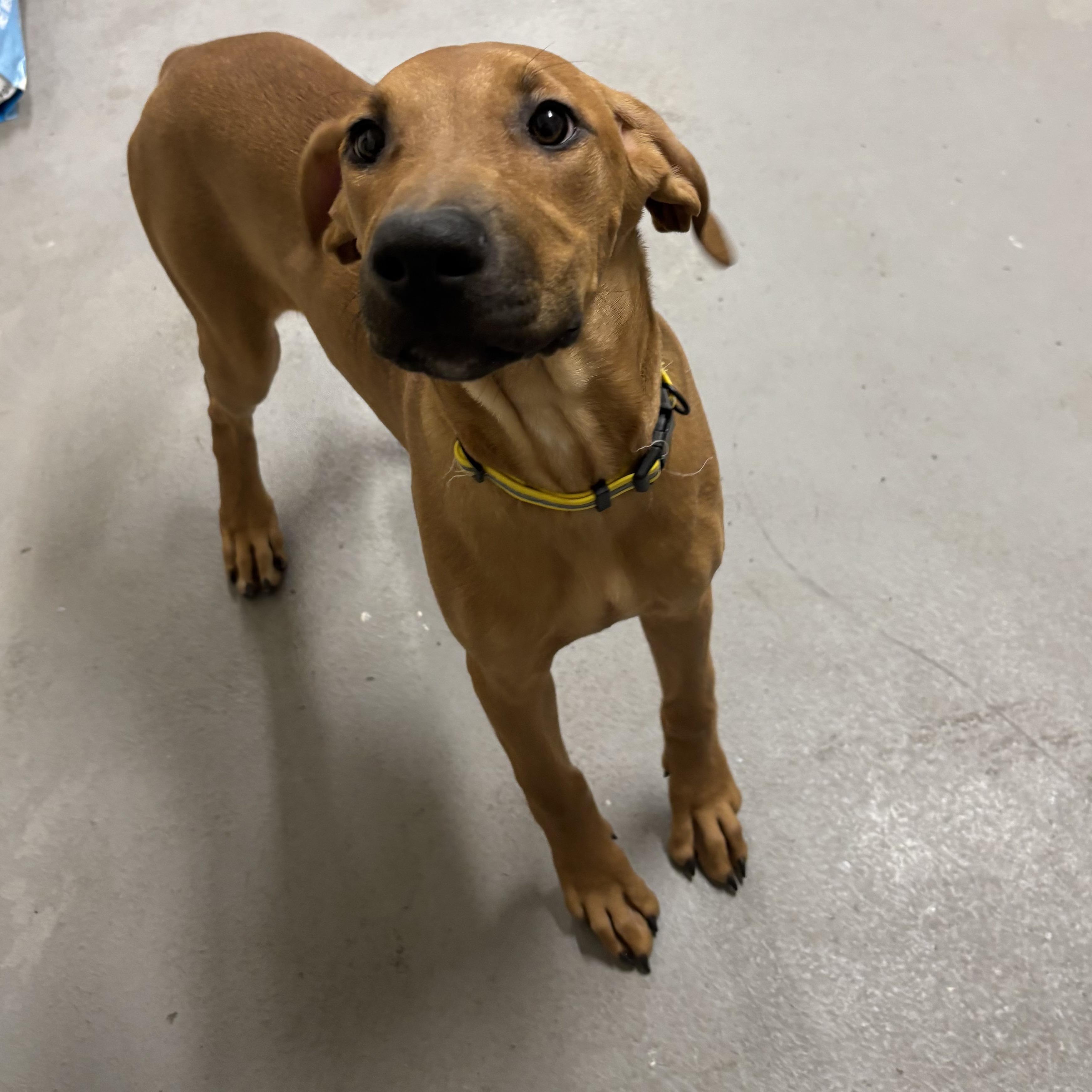 Mary Kate, Adoptable, Young Female Vizsla.