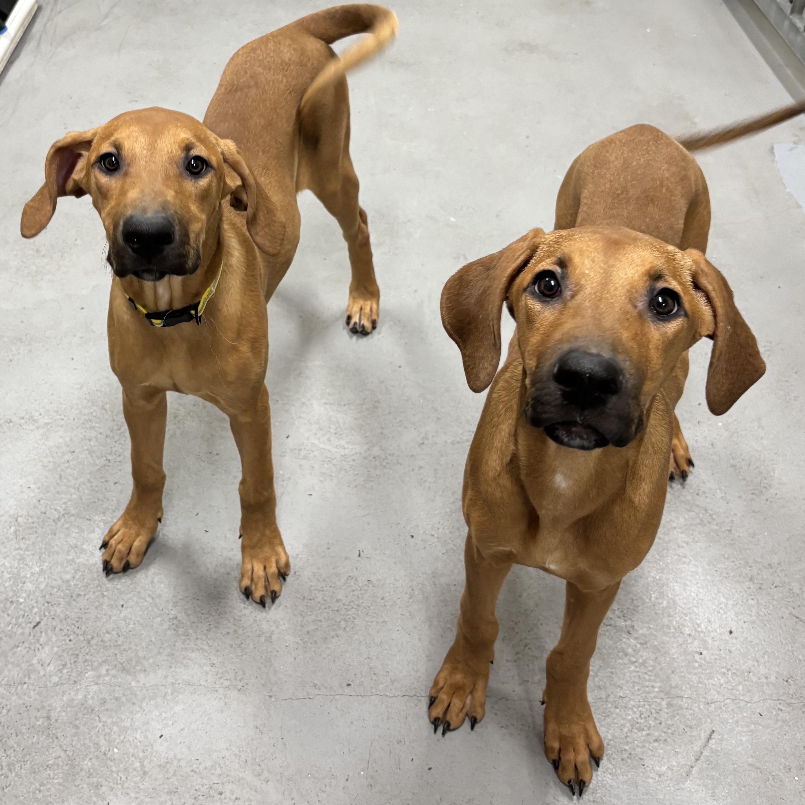 Mary Kate, a Adoptable Vizsla in Mississauga, ON image 2/3