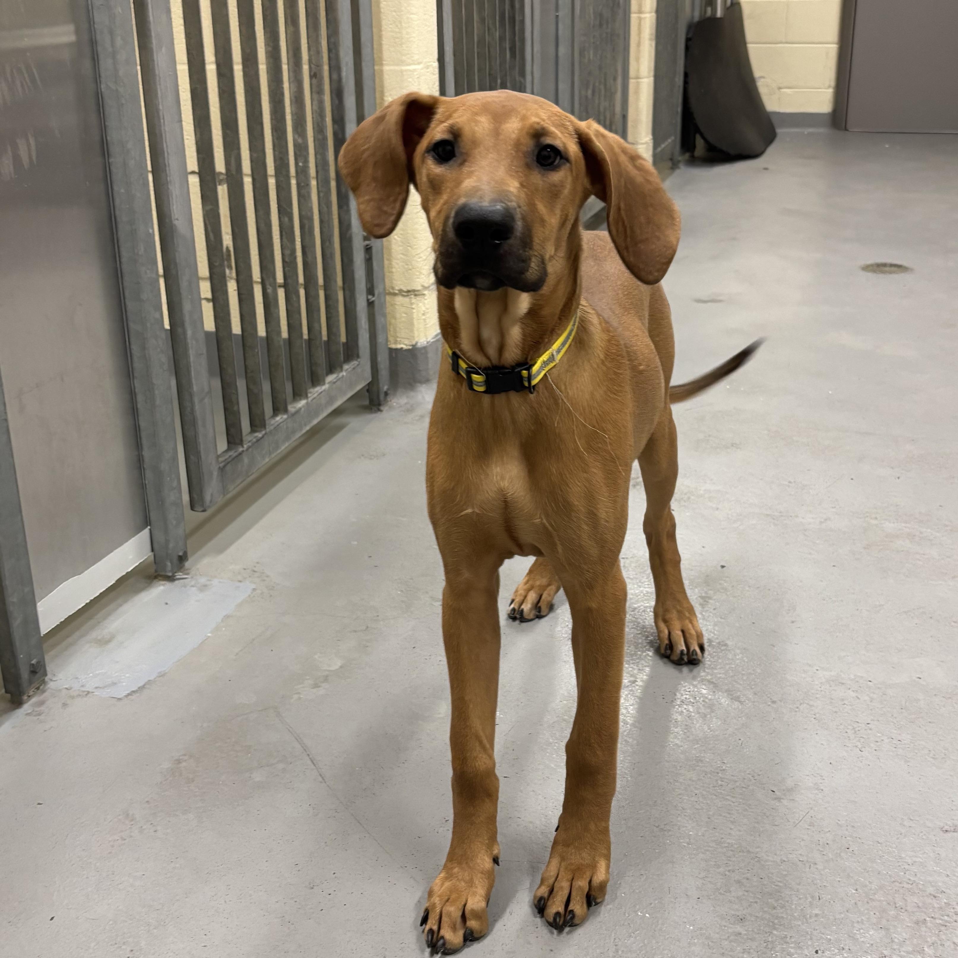 Mary Kate, a Adoptable Vizsla in Mississauga, ON image 3/3