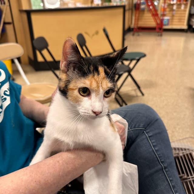 Enlarge Tweety, a Adoptable mixed breed in Arlington, TX image 1/1