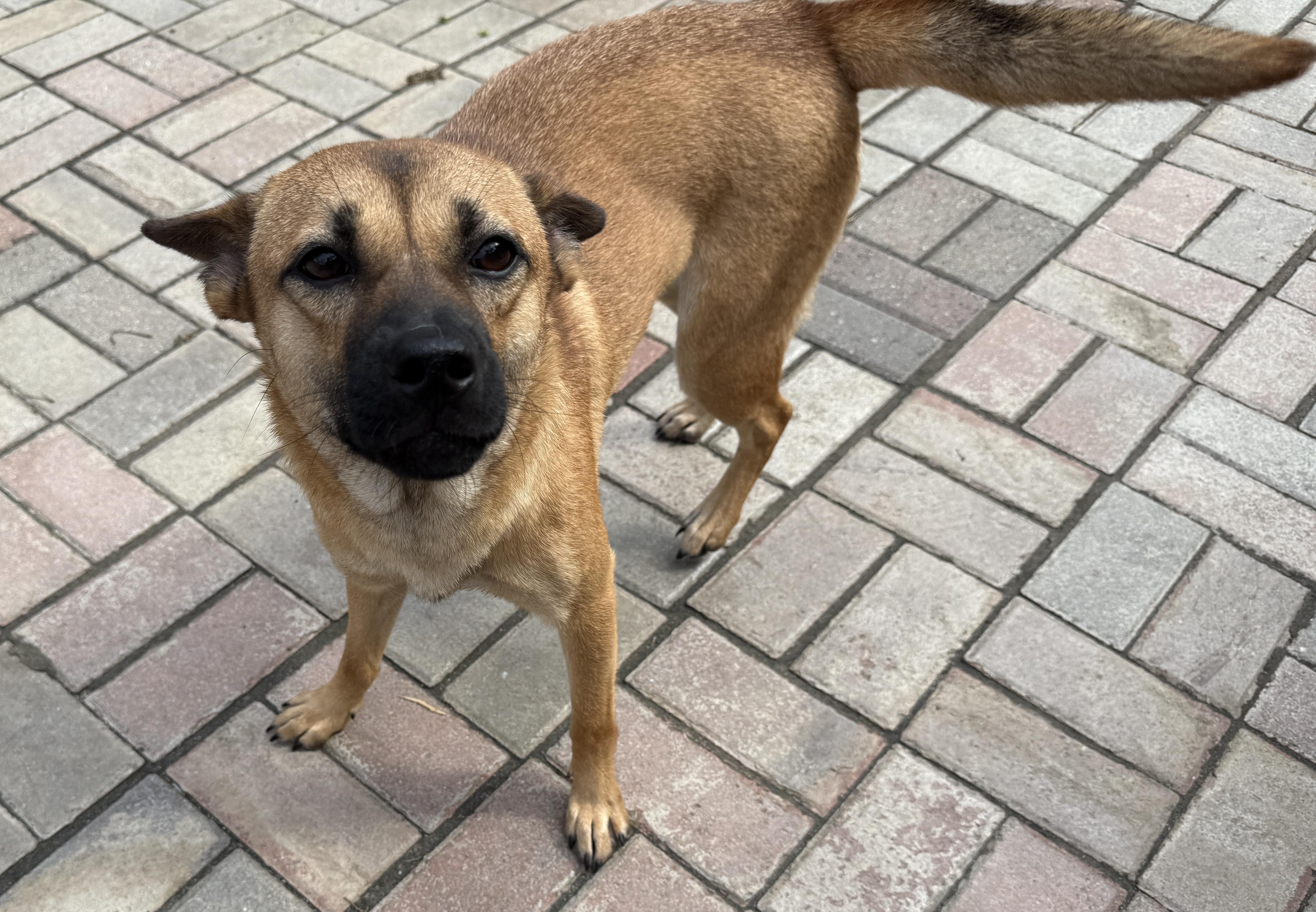 Enlarge Penny, a Adoptable Mixed Breed in Markham, ON image 2/3