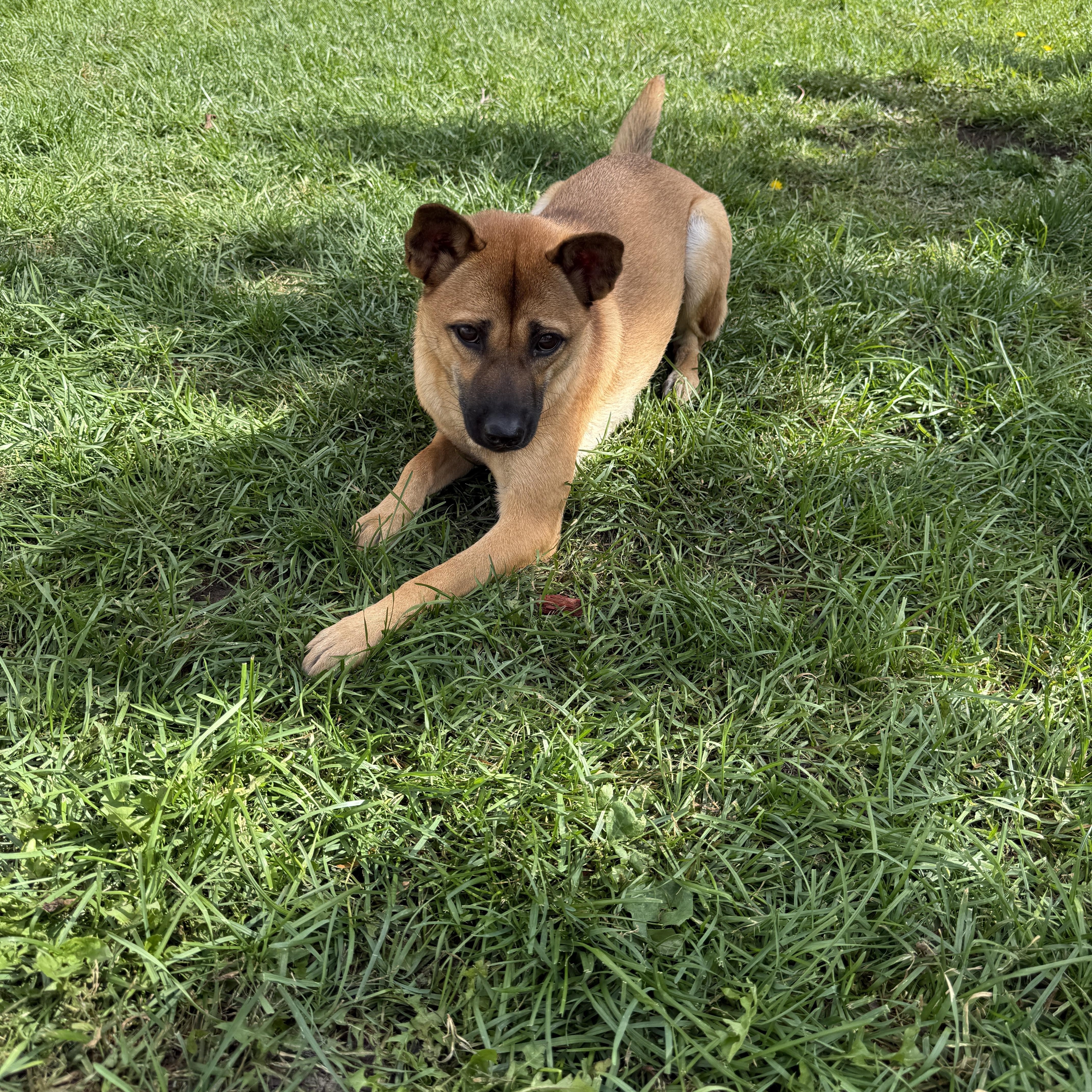 Enlarge Penny, a Adoptable Mixed Breed in Markham, ON image 3/3