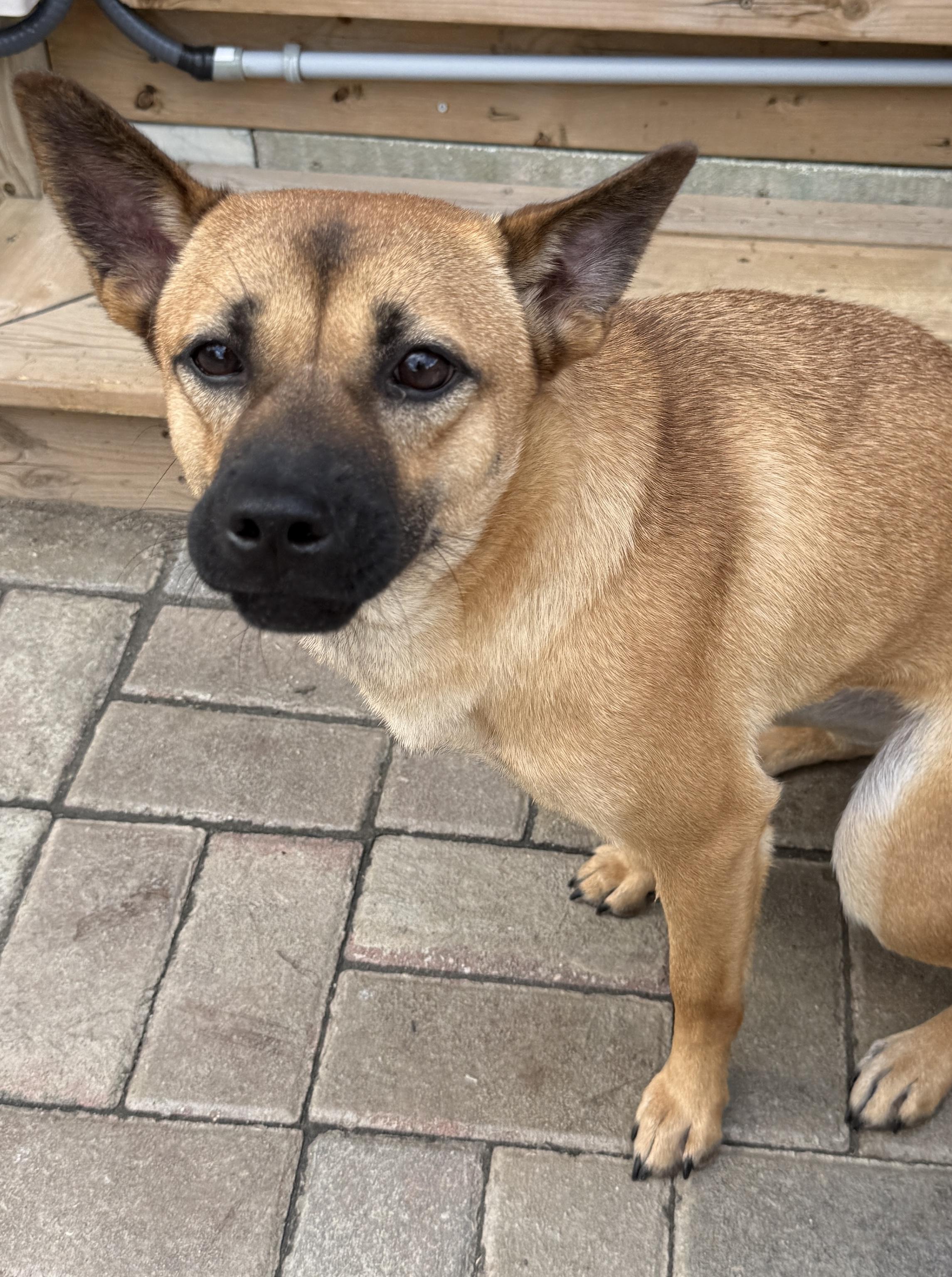 Penny, Adoptable, Young Female Mixed Breed.