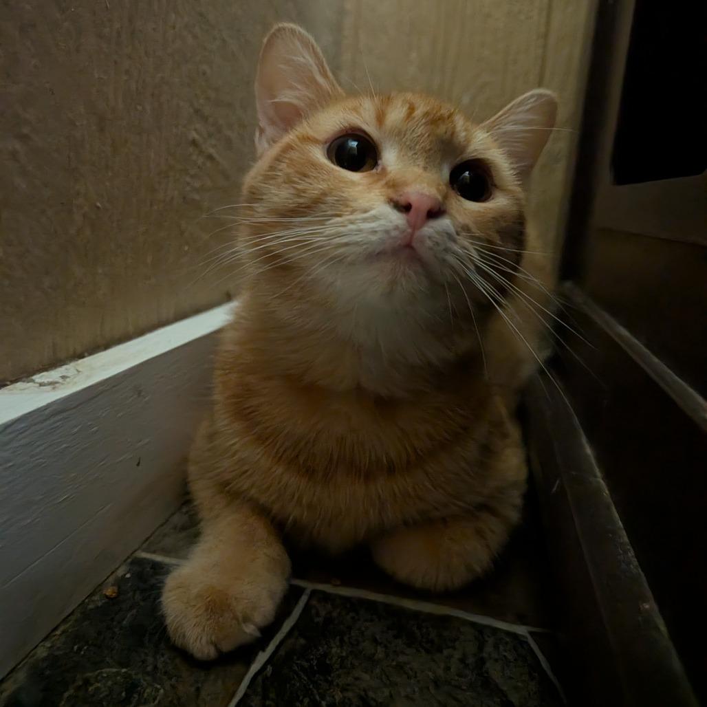 Prarie, Adoptable, Young Male Domestic Short Hair.