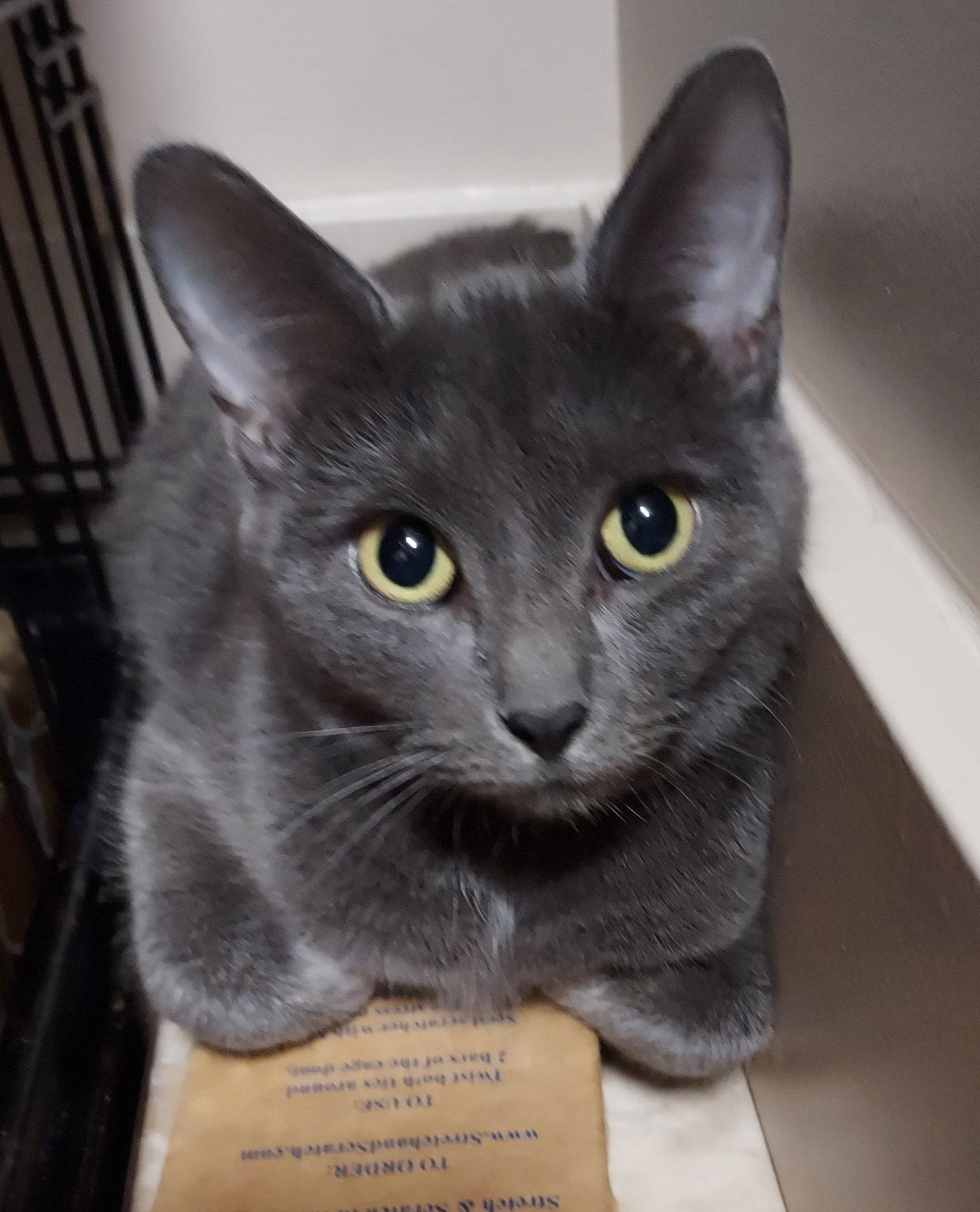 Monday, Adopted, Young Female Domestic Short Hair.
