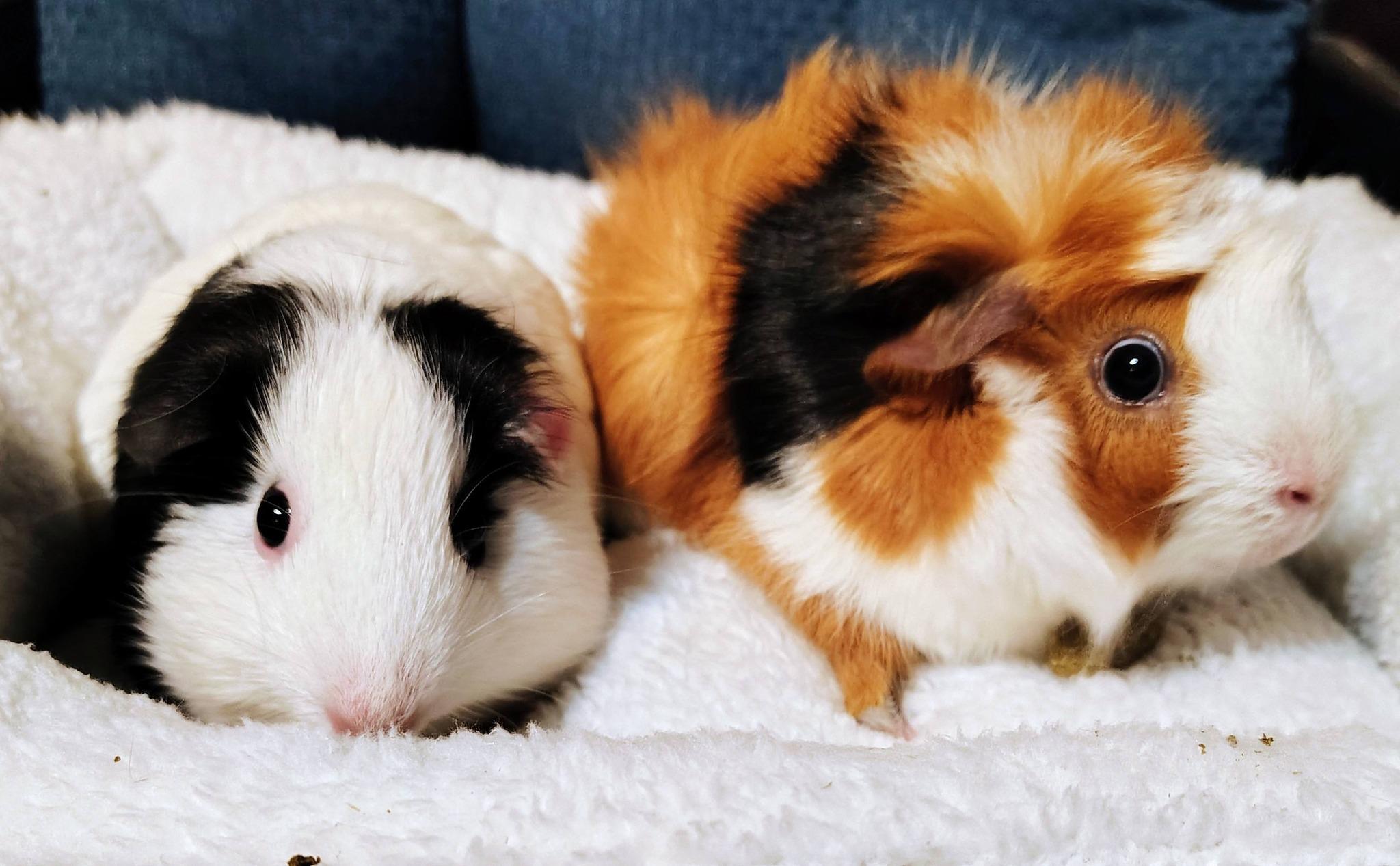 Olive and Cow, an adopted Guinea Pig in Cocoa, FL image 1/2