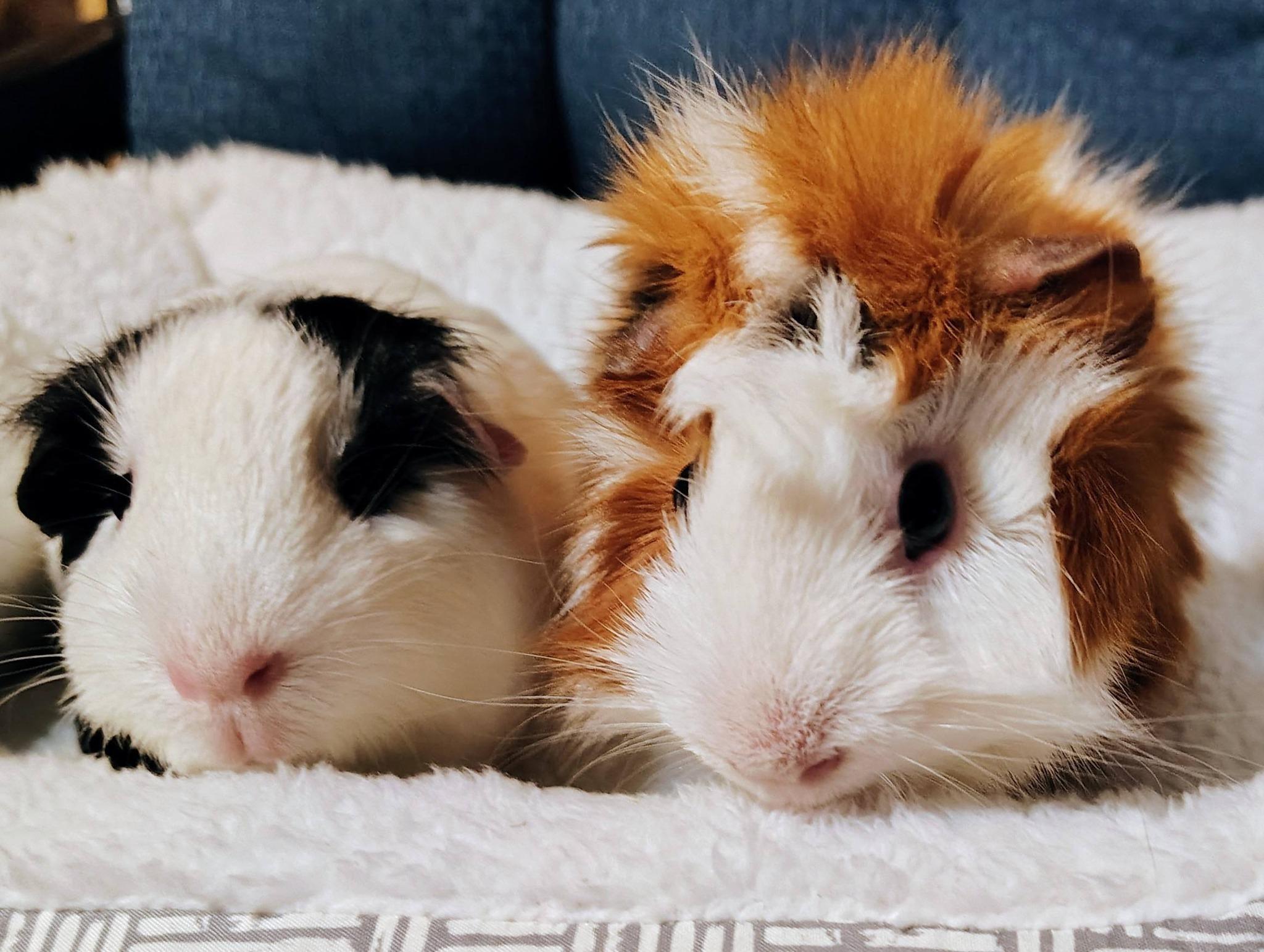 Olive and Cow, an adopted Guinea Pig in Cocoa, FL image 2/2
