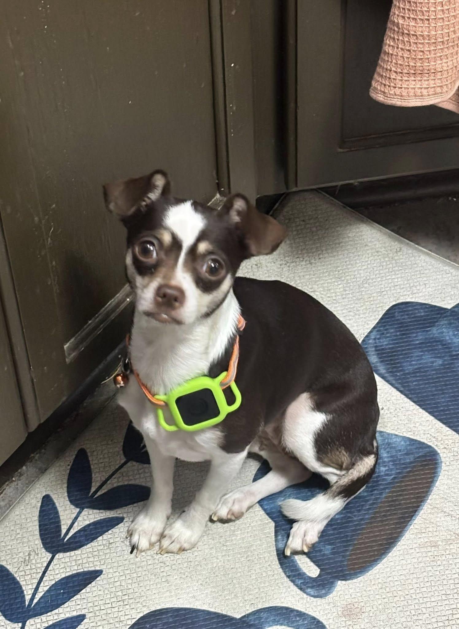Enlarge Ophelia 2, a Adoptable Chihuahua in Austin, TX image 1/4