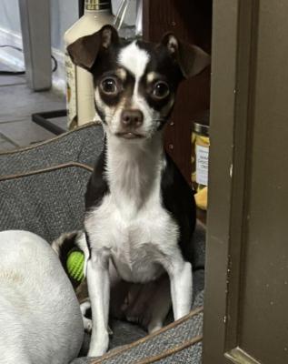 Enlarge Ophelia 2, a Adoptable Chihuahua in Austin, TX image 2/4