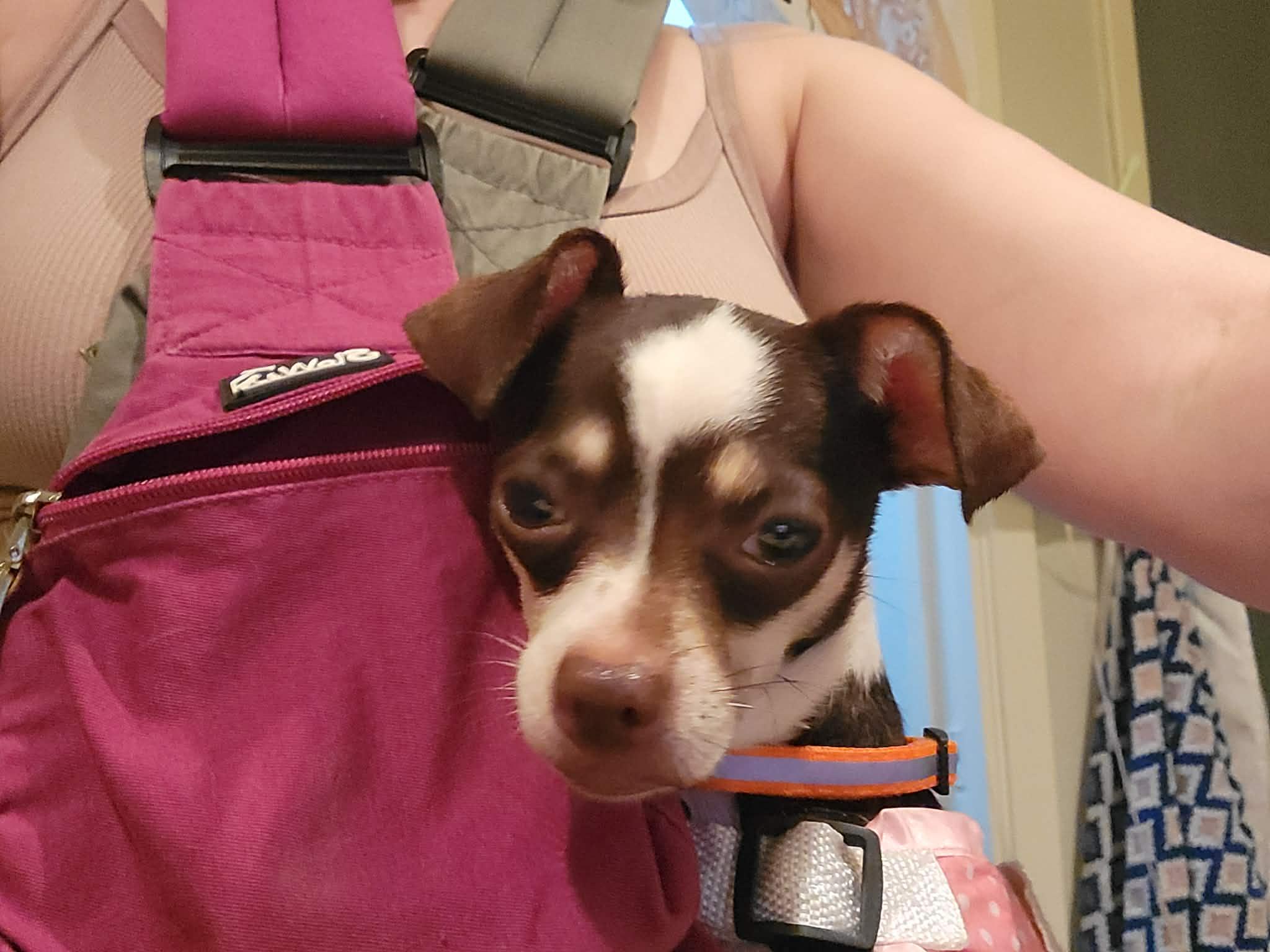 Enlarge Ophelia 2, a Adoptable Chihuahua in Austin, TX image 3/4