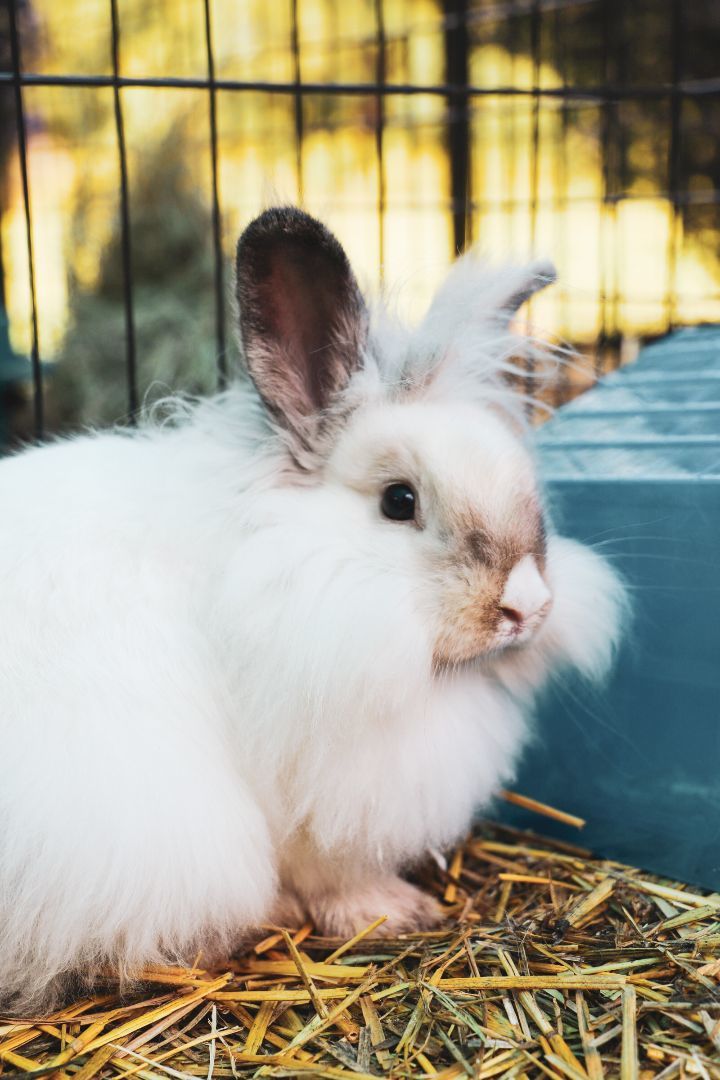 Blue, Adopted, Adult Female Angora Rabbit & Lionhead.