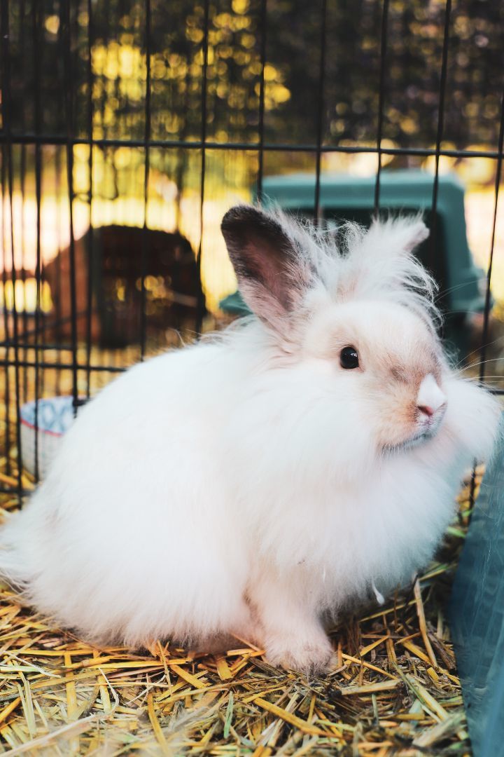 Enlarge Blue, a Adopted mixed breed in Bishopville, SC image 2/4