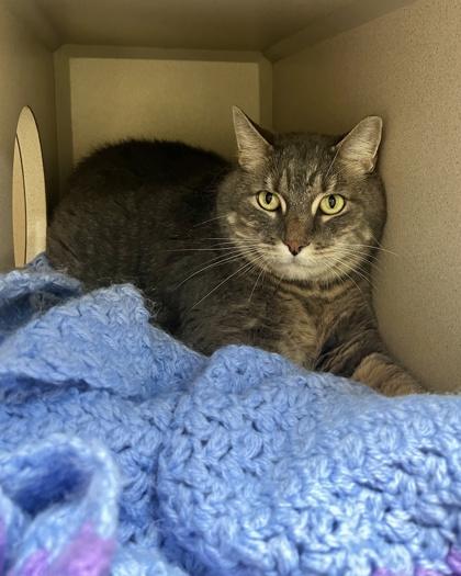 Enlarge Ziggy, a Adoptable mixed breed in New Hope, PA image 1/1
