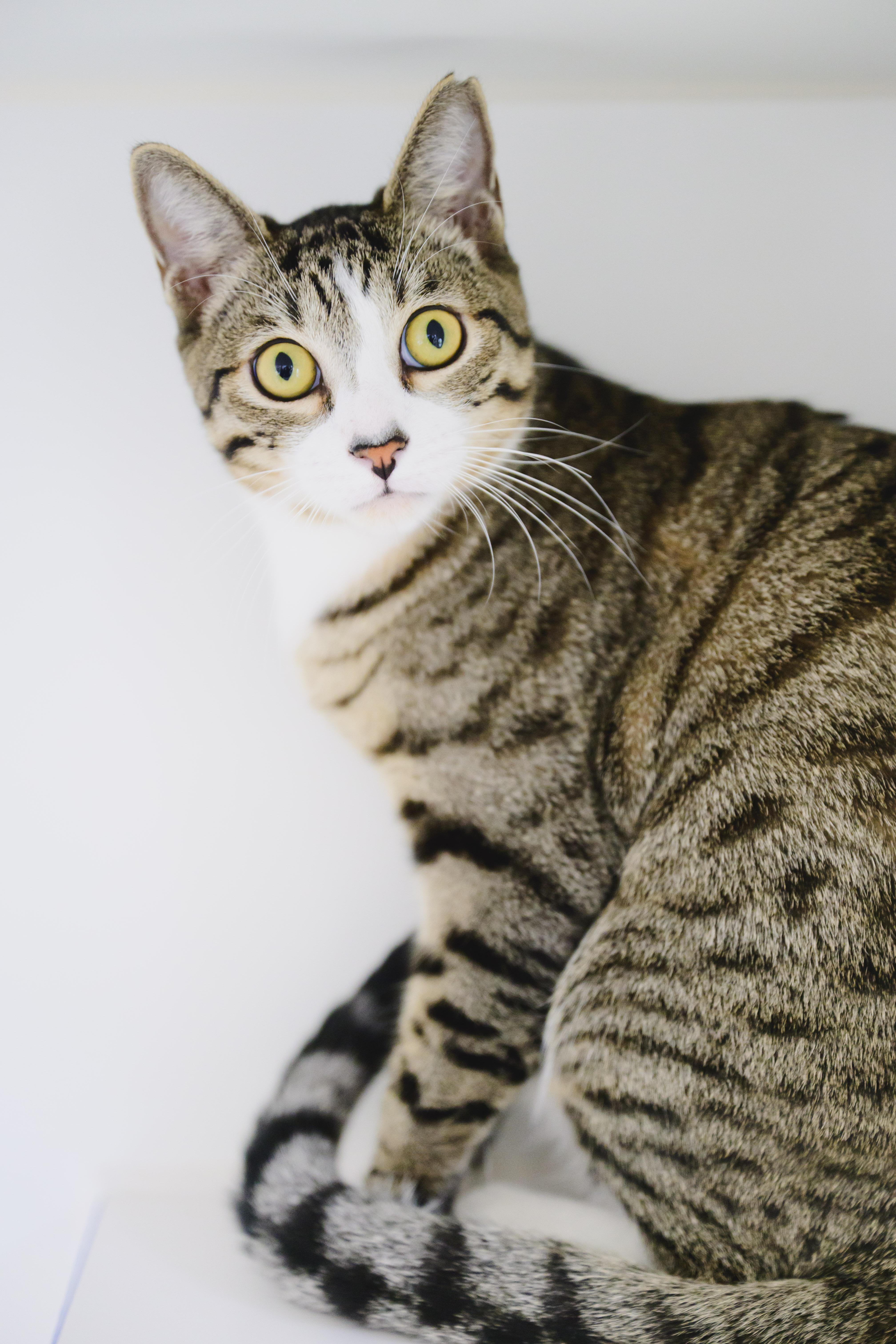 Shaggy, a Adoptable mixed breed in Honolulu, HI image 2/6